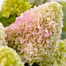 Hortensia Paniculata "Little Fresco" Pomișor - Ghiveci... 2