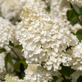 Hortensia Paniculata "Silver Dollar" Pomișor - Ghiveci... 2
