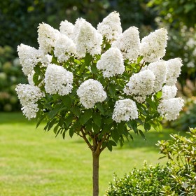 Hortensia Paniculata "Silver Dollar" Pomișor - Ghiveci...