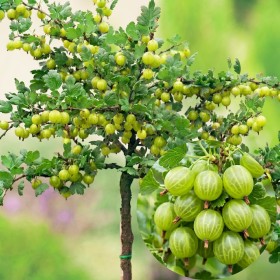 Agriș Verde Pomisor Anul 3 - Tulpina Inalta - Rădăcină...