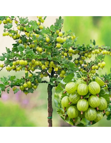 Agriș Verde Pomisor Anul 3 - Tulpina Inalta - Rădăcină Ambalată