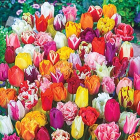 Lalele Mix "Variation Tulips" 100 Bulbi/Pachet