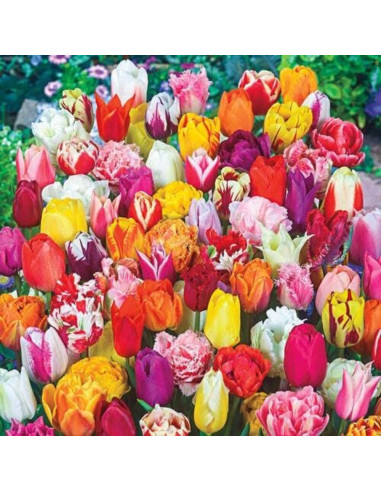 Lalele Mix "Variation Tulips" 100 Bulbi/Pachet