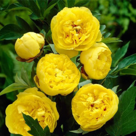 Bujori Galbeni Parfumati "Yellow Crown" Rizomi