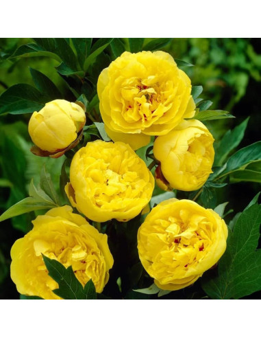 Bujori Galbeni Parfumati "Yellow Crown" Rizomi