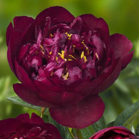 Bujori Grena Parfumati "Buckeye Belle" Rizomi