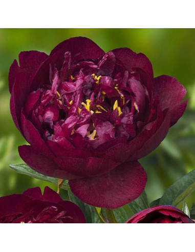 Bujori Grena Parfumati "Buckeye Belle" Rizomi