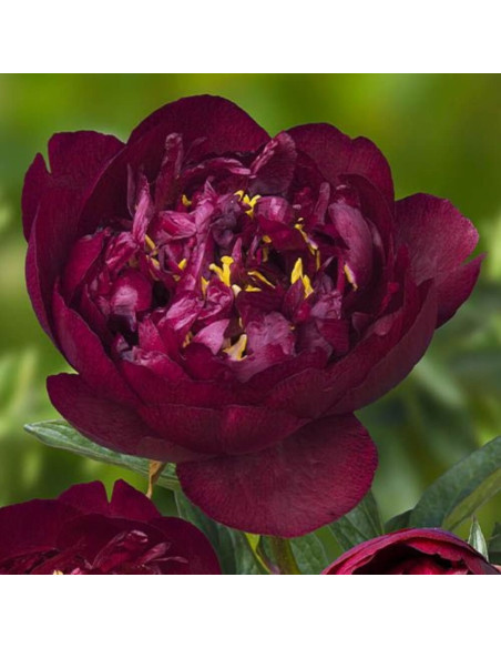 Bujori Grena Parfumati "Buckeye Belle" Rizomi