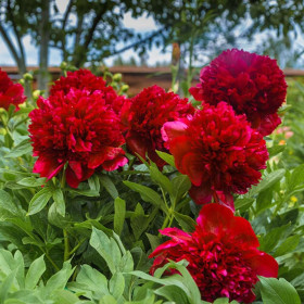 Bujori Rosii Parfumati "Mirabella" Rizomi