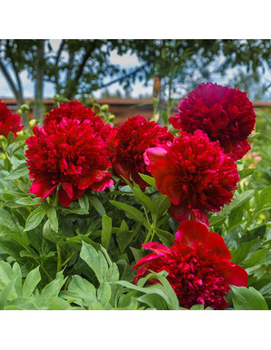 Bujori Rosii Parfumati "Mirabella" Rizomi