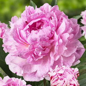 Bujori Roz Parfumati "Sarah Bernhardt" Rizomi