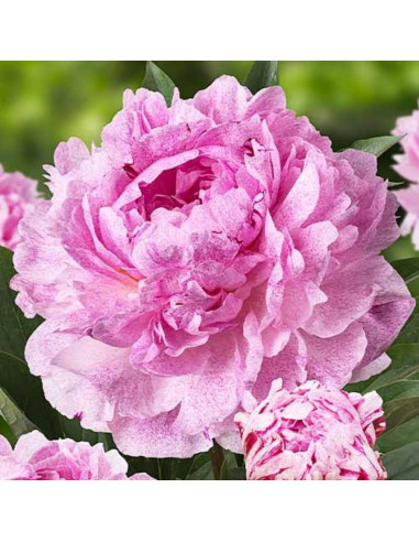Bujori Roz Parfumati "Sarah Bernhardt" Rizomi