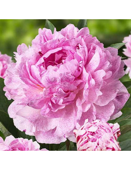 Bujori Roz Parfumati "Sarah Bernhardt" Rizomi
