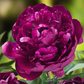 Bujori Violet Parfumati "Splendor" Rizomi