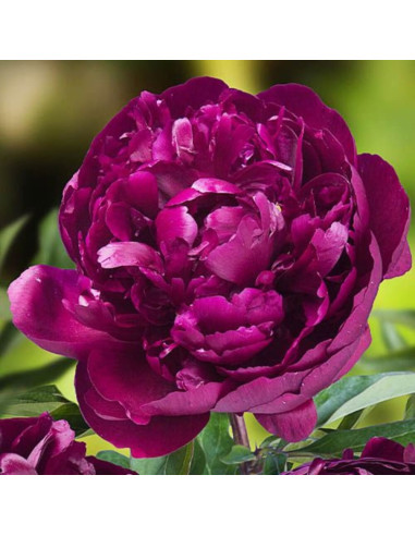 Bujori Violet Parfumati "Splendor" Rizomi