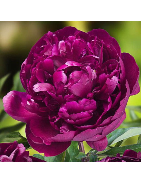 Bujori Violet Parfumati "Splendor" Rizomi