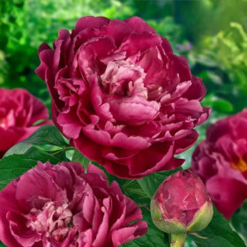 Bujori Grena Parfumati "Louis van Houtte" Rizomi