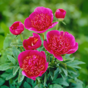 Bujori Roz Parfumati "Anemoniflora" Rizomi