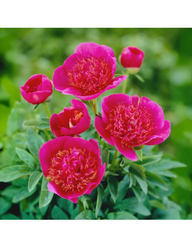 Bujori Roz Parfumati "Anemoniflora" Rizomi