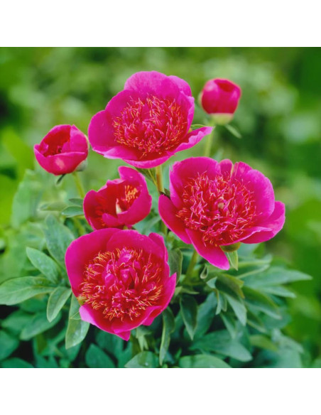 Bujori Roz Parfumati "Anemoniflora" Rizomi
