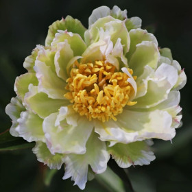 Bujori Verzi Parfumati "Green Lotus" Rizomi