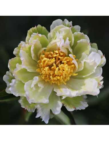 Bujori Verzi Parfumati "Green Lotus" Rizomi