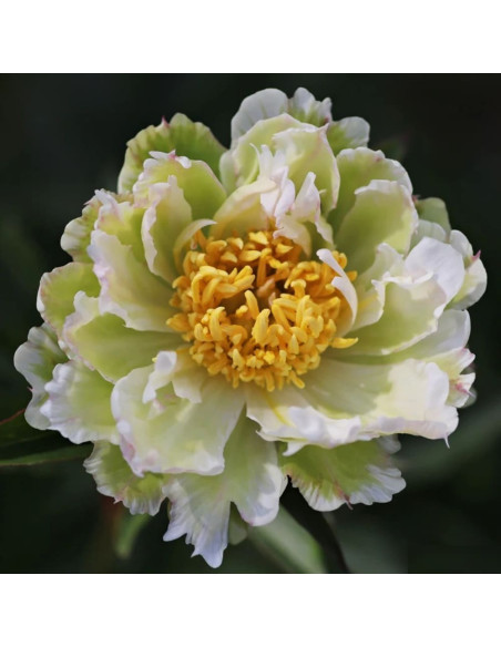 Bujori Verzi Parfumati "Green Lotus" Rizomi