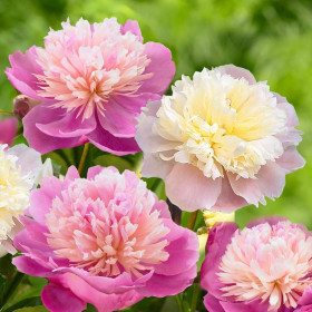 Bujori Roz Parfumati "Lady Alexandra Duff" Rizomi