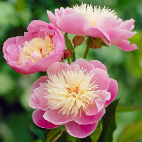 Bujori Roz Parfumati "Bowl of Beauty" Rizomi