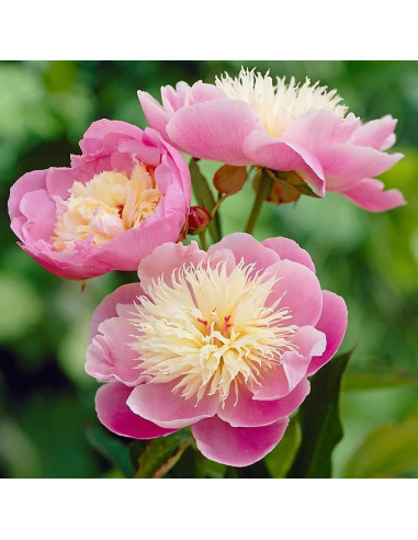 Bujori Roz Parfumati "Bowl of Beauty" Rizomi