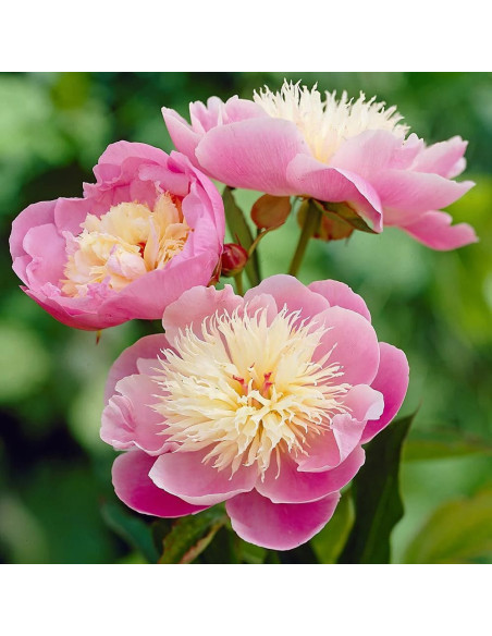Bujori Roz Parfumati "Bowl of Beauty" Rizomi