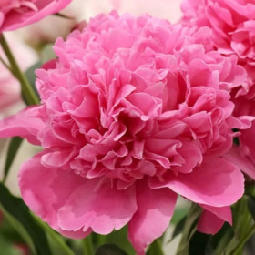 Bujori Roz Parfumati "Edulis Superba" Rizomi
