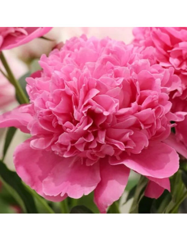 Bujori Roz Parfumati "Edulis Superba" Rizomi
