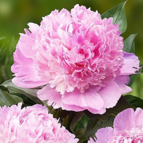 Bujori Roz Parfumati "Angel Cheeks" Rizomi