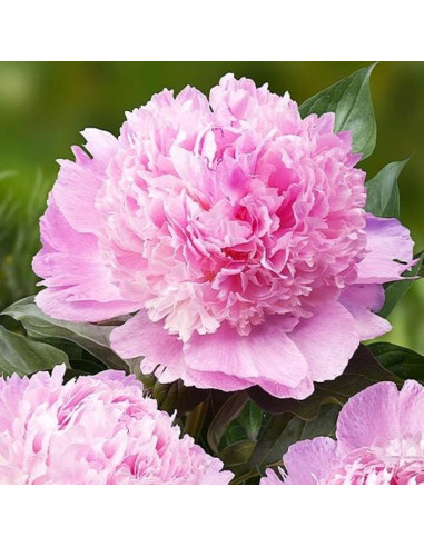 Bujori Roz Parfumati "Angel Cheeks" Rizomi