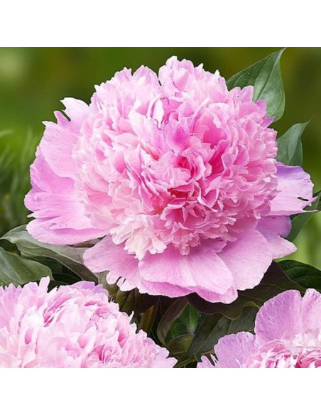 Bujori Roz Parfumati "Angel Cheeks" Rizomi