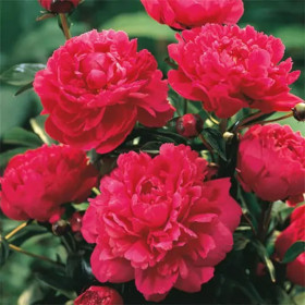 Bujori Rosii Parfumati "Kansas" Rizomi