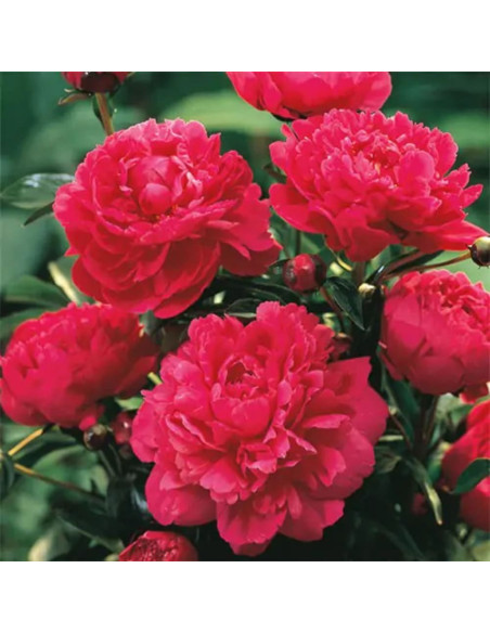 Bujori Rosii Parfumati "Kansas" Rizomi