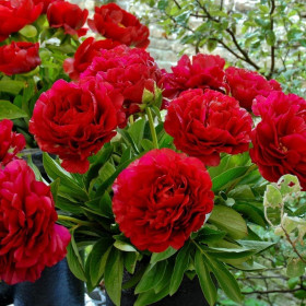 Bujori Rosii Parfumati "Henry Bockstoce" Rizomi
