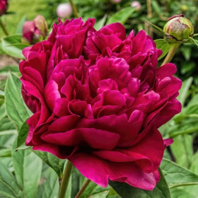 Bujori Rosii Parfumati "Adolphe Rousseau" Rizomi