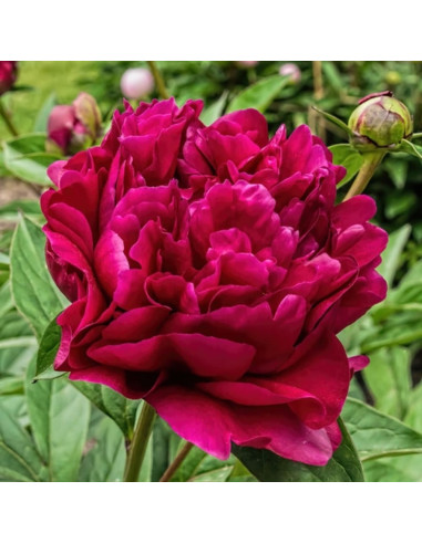 Bujori Rosii Parfumati "Adolphe Rousseau" Rizomi