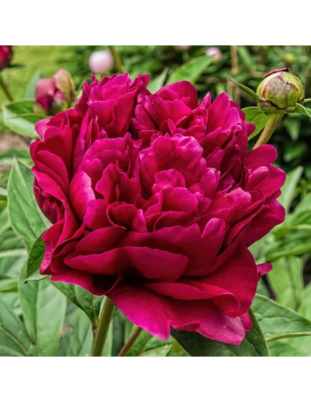 Bujori Rosii Parfumati "Adolphe Rousseau" Rizomi