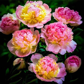 Bujori Rainbow Parfumati "Raspberry Sundae" Rizomi
