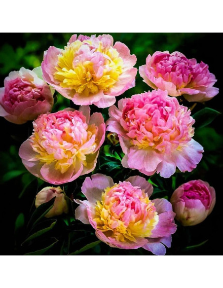Bujori Rainbow Parfumati "Raspberry Sundae" Rizomi