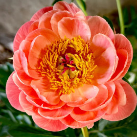 Bujori Parfumati "Coral Sunset" Rizomi