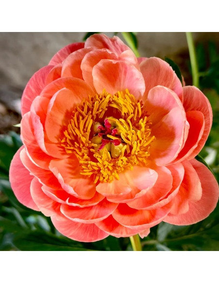 Bujori Parfumati "Coral Sunset" Rizomi