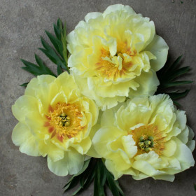 Bujori Aurii Parfumati "Garden Treasure" Rizomi