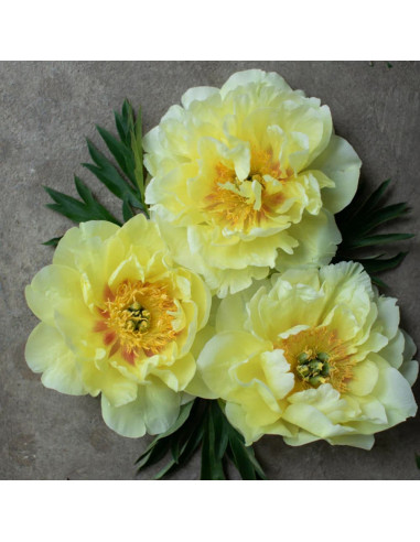 Bujori Aurii Parfumati "Garden Treasure" Rizomi