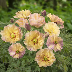 Bujori Galbeni Parfumati "Canary Brilliants" Rizomi