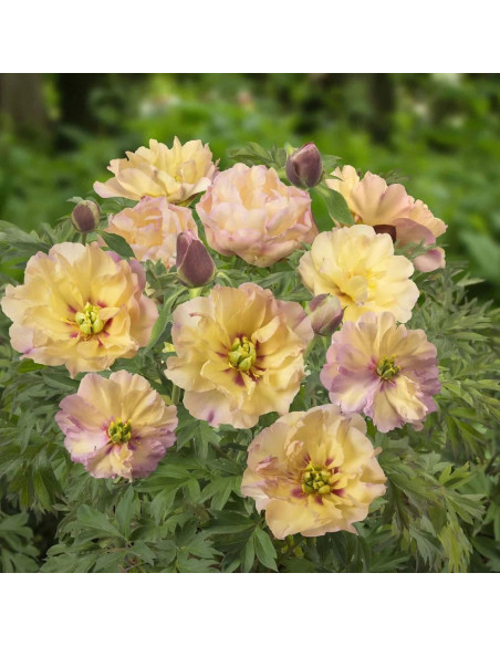 Bujori Galbeni Parfumati "Canary Brilliants" Rizomi